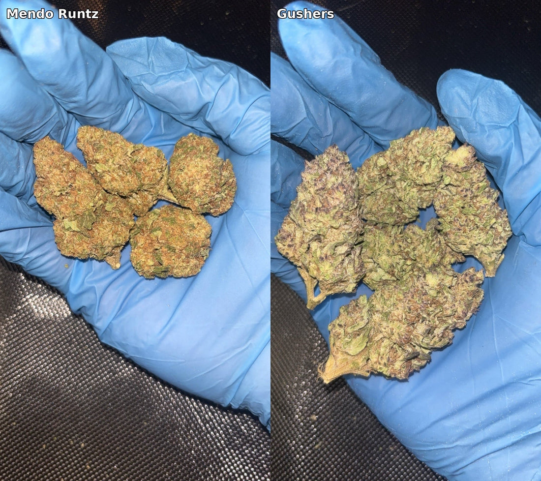 Mendo Runtz vs Gushers: Effects, Flavor & Which Hemp Flower To Choose