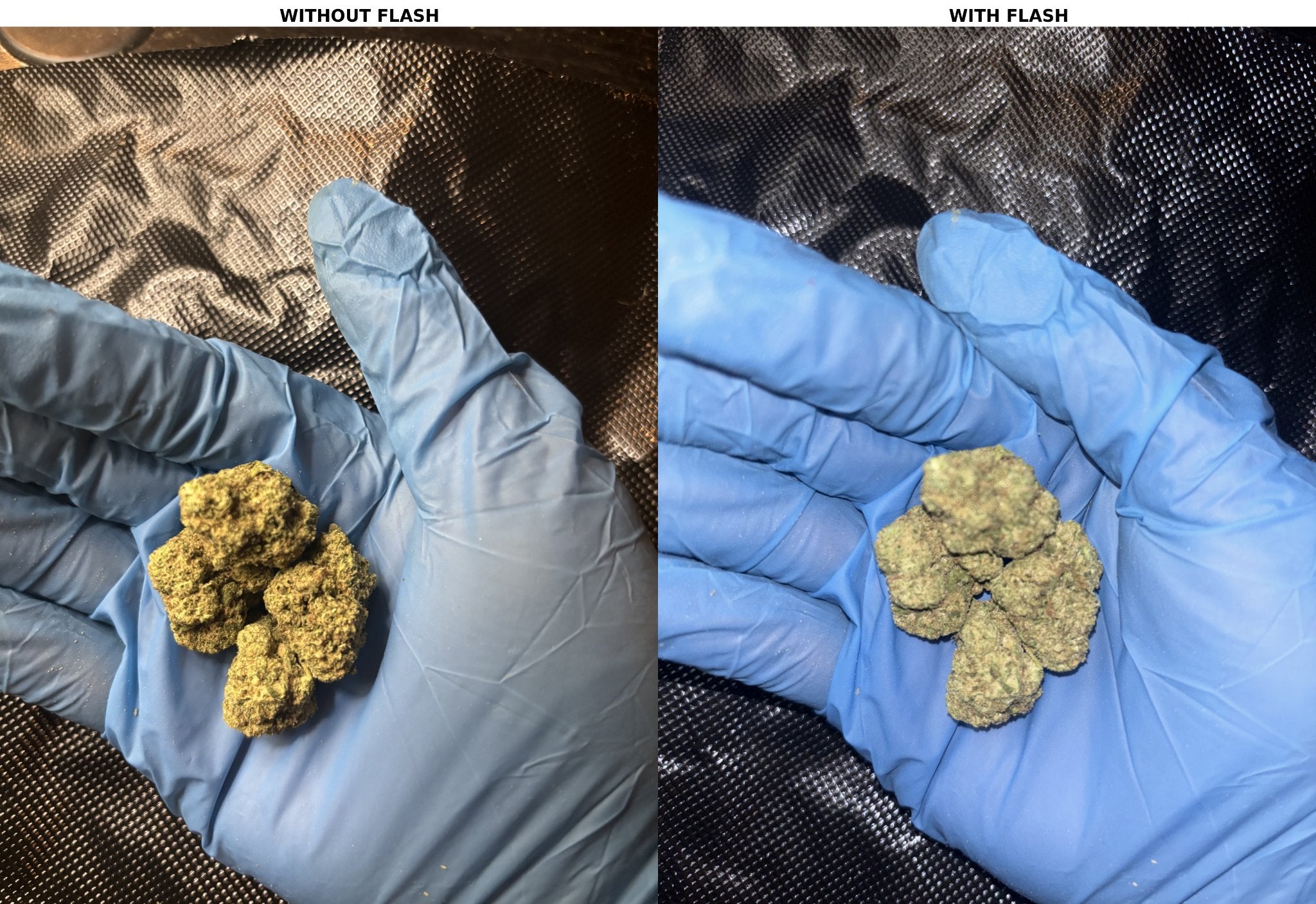 Gelato 33 – Platinum Tier