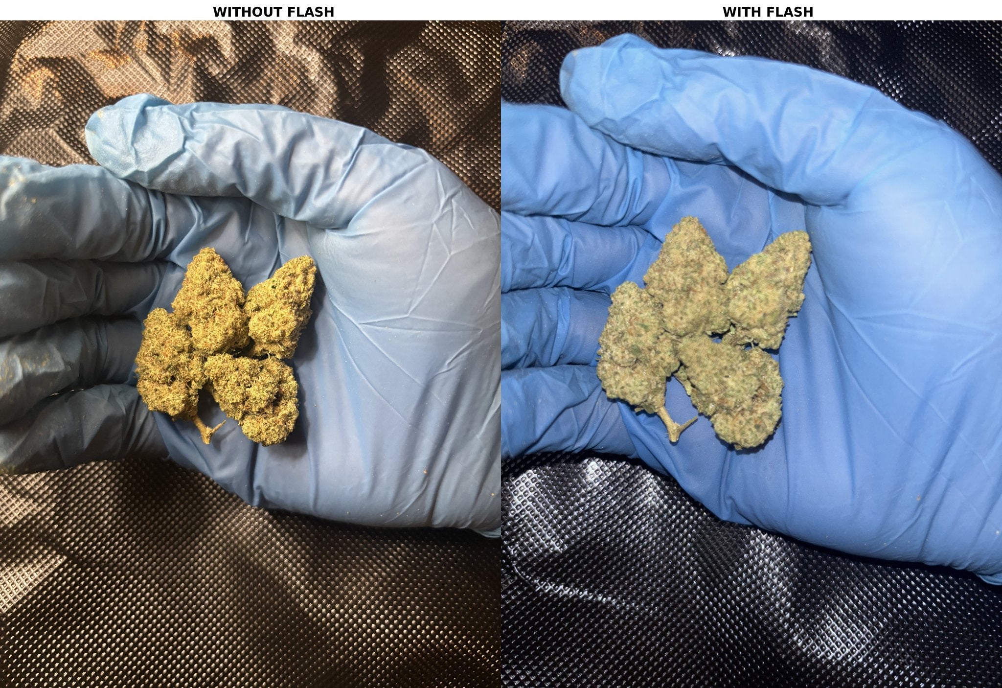 Gorilla Glue #4 – Gold Flower