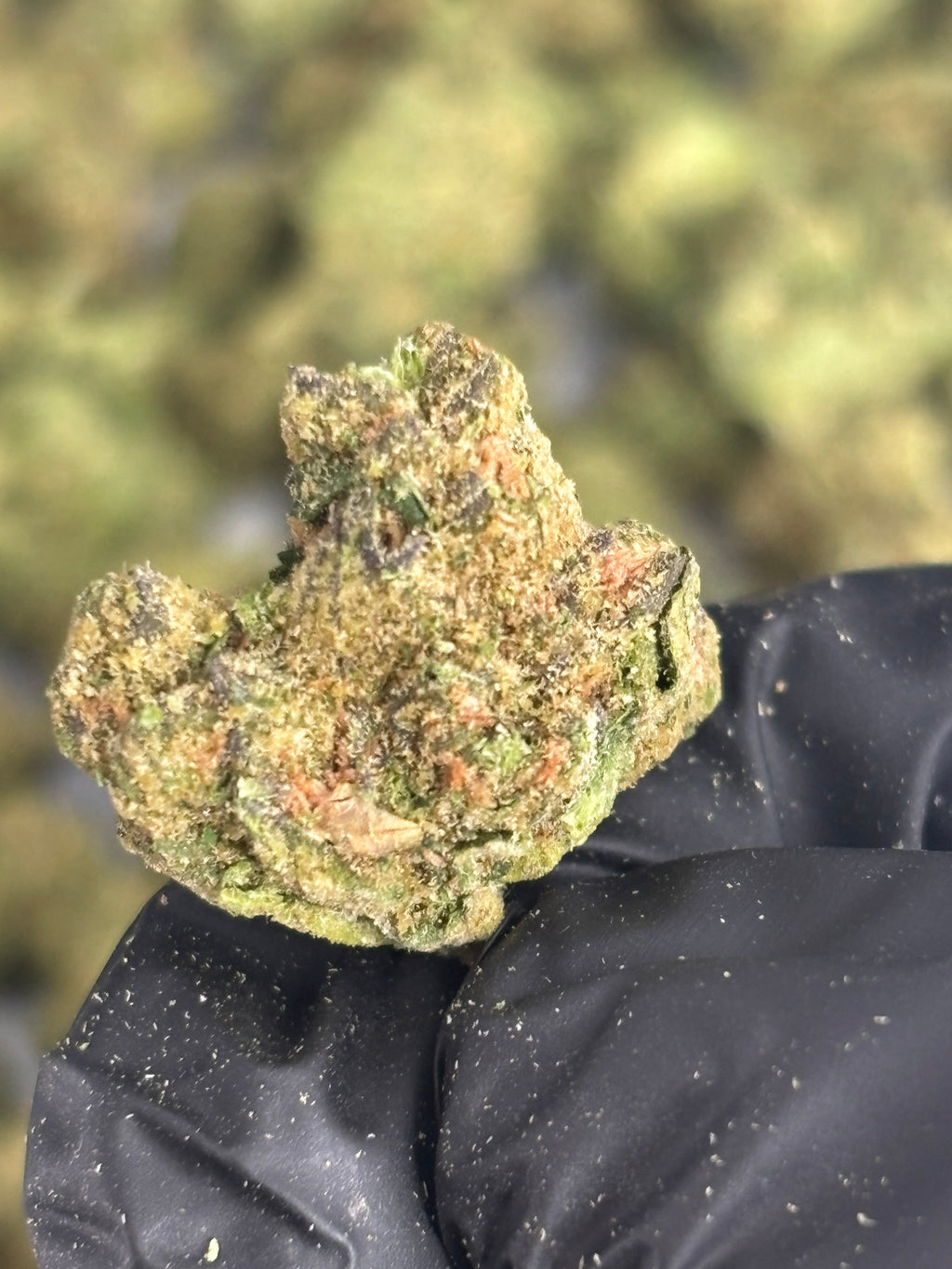 JACK HERER MEDIUMS & SMALLS — PLATINUM TIER