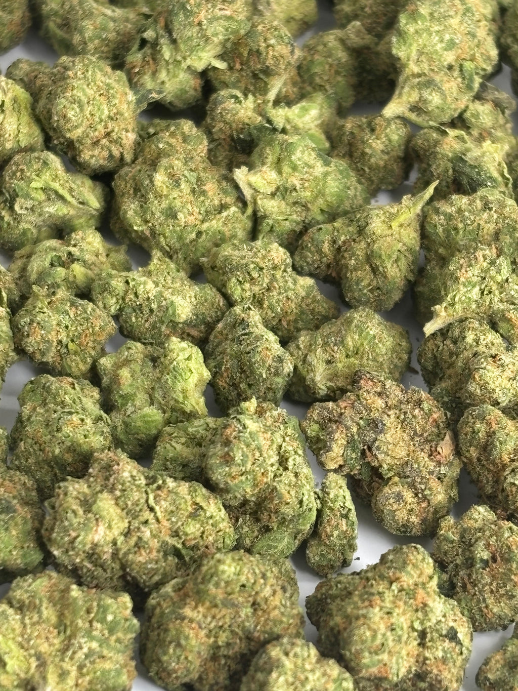 JACK HERER MEDIUMS & SMALLS — PLATINUM TIER