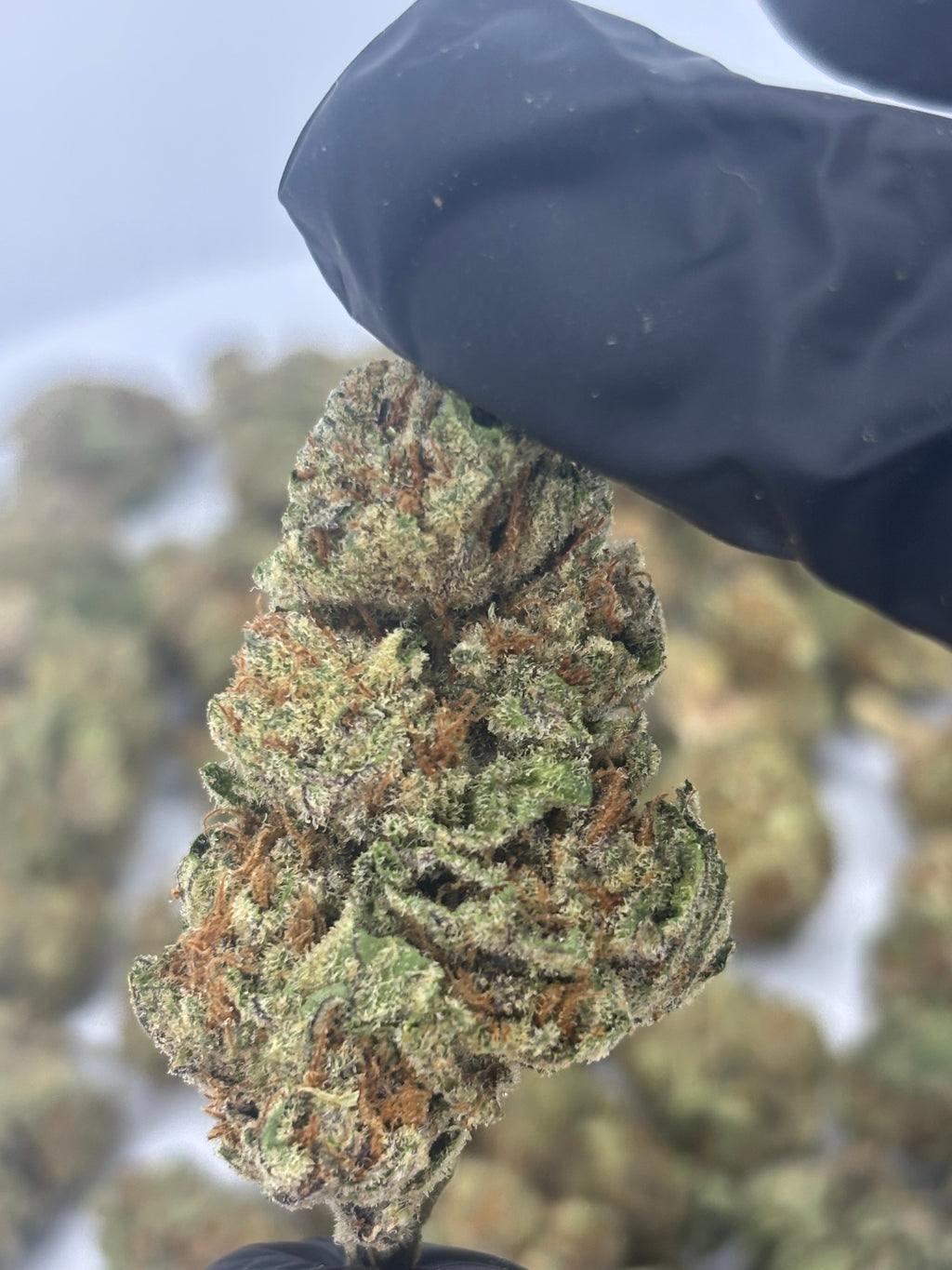 🌸 PINK COOKIES — DIAMOND TIER