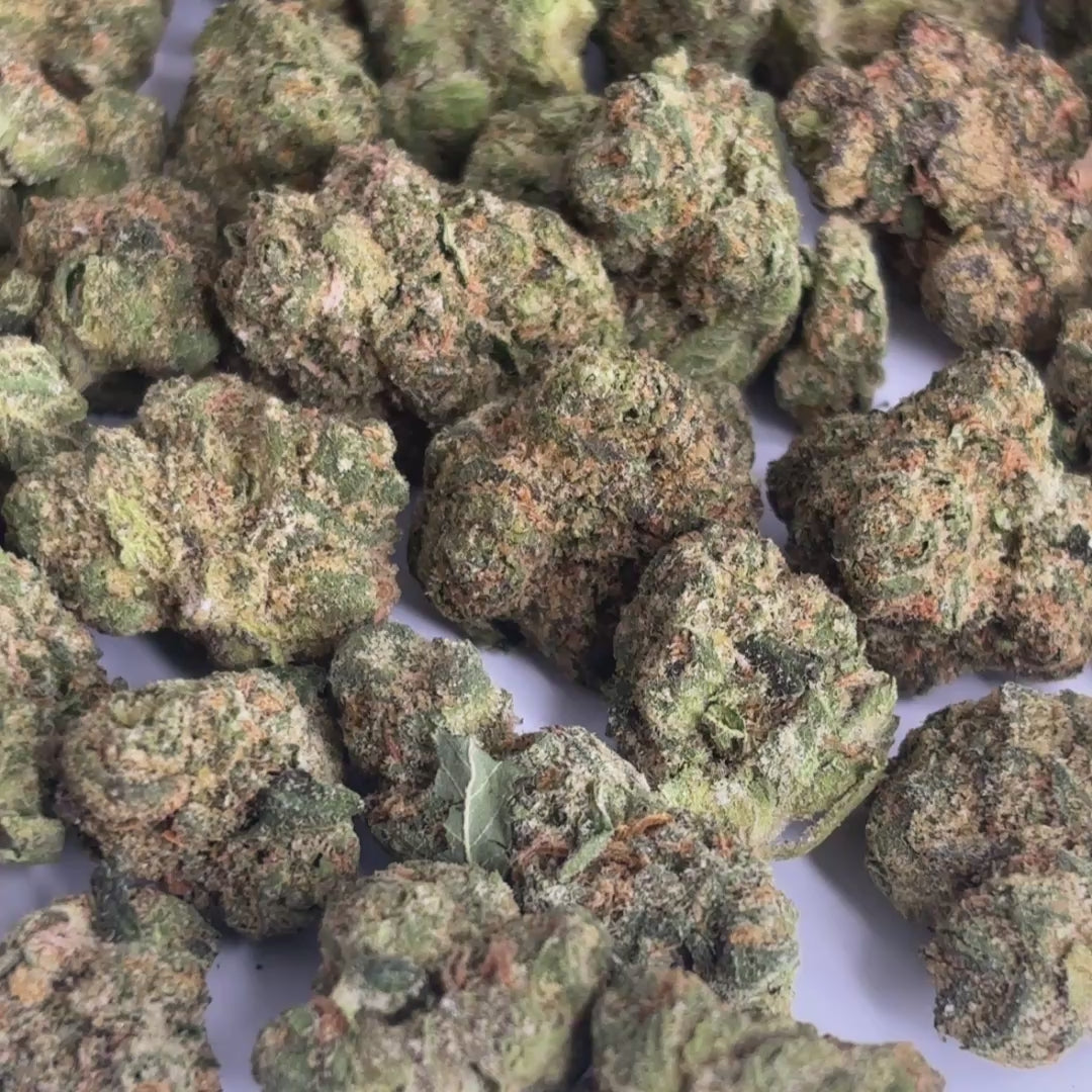 JACK HERER MEDIUMS & SMALLS — PLATINUM TIER